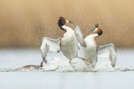 Fuut / Misjel Decleer