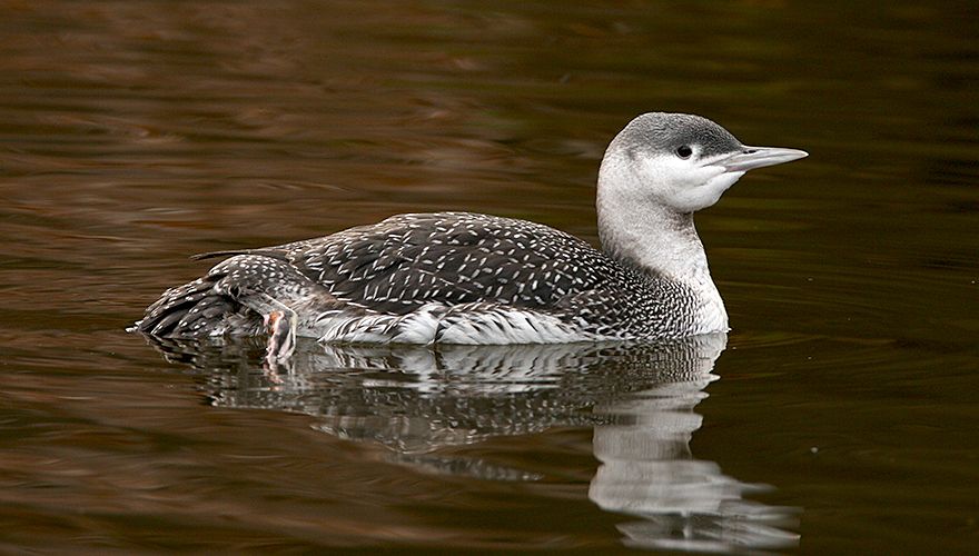 Roodkeelduiker / Toy Janssen