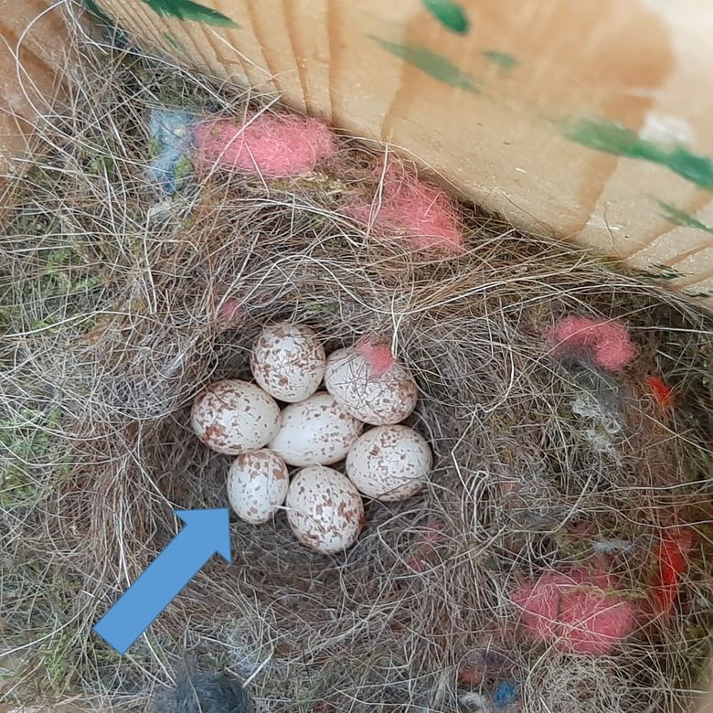 verloving Reinig de vloer Oneerlijkheid Klein, kleiner, kleinst | Vogelbescherming