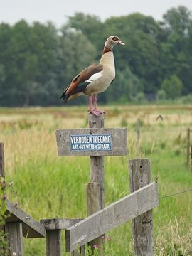 Nijlgans Middelpolder Amatelveen