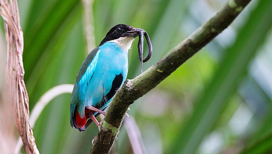 Azure-breasted-Pitta - Dani Lopez Velasco AGAMI