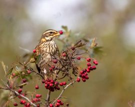 Koperwiek geniet van de bessen