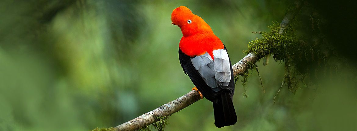 Cock of the rock / Shutterstock