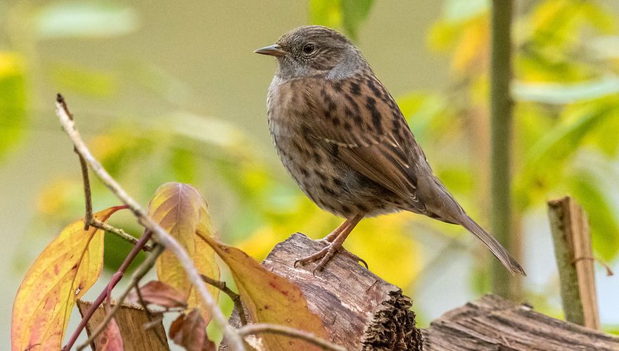 Heggenmus / Shutterstock
