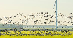 Windmolens en vogels / Shutterstock