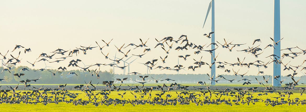 Windmolens en vogels / Shutterstock