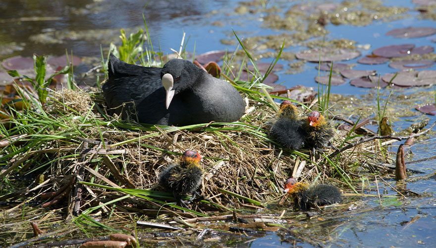 Meerkoet met jongen / Corrie Rijkelijkhuizen