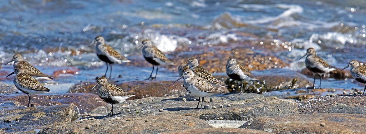 Bonte strandloper / Pixabay