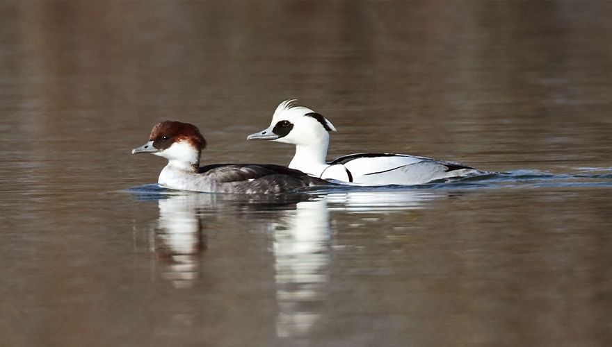 Nonnetje / Koos Dansen