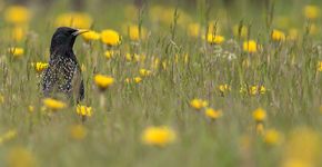 Groen dak / Sempergreen