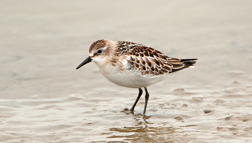 Kleine strandloper / Jankees Schwiebbe - Birdphoto