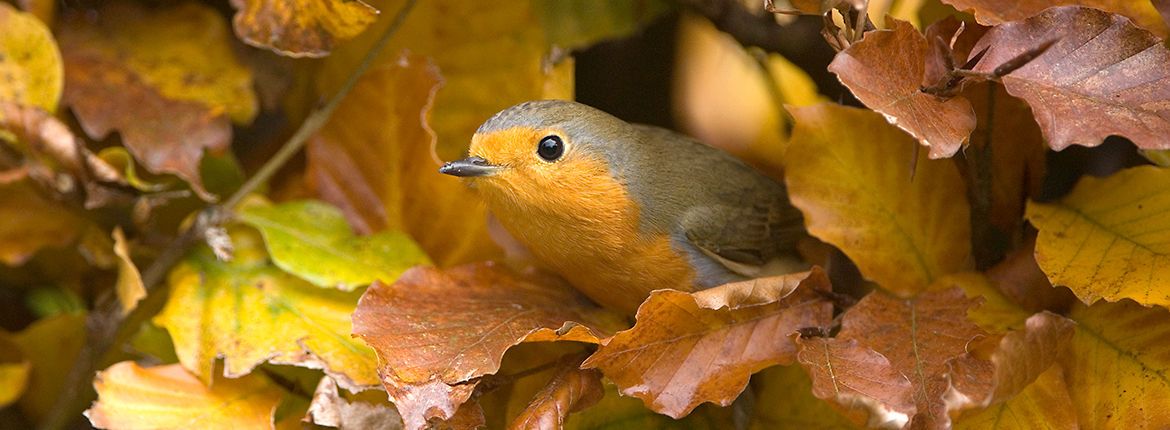 Roodborst / Buiten-Beeld - Michel Geven