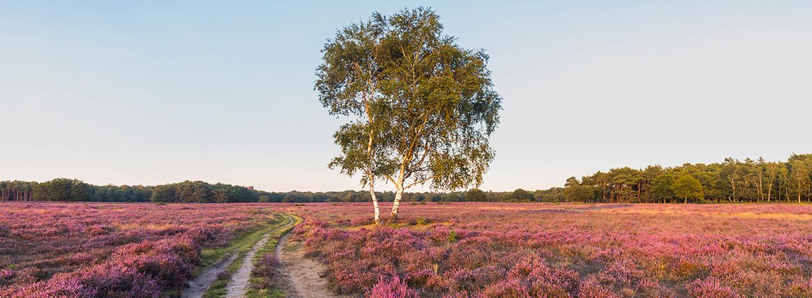 Westerheide / Shutterstock