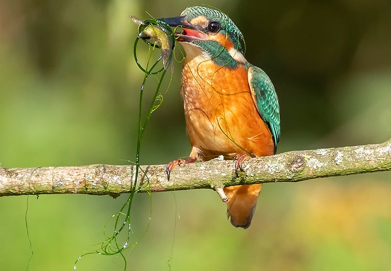 IJsvogel / Desiree Adam