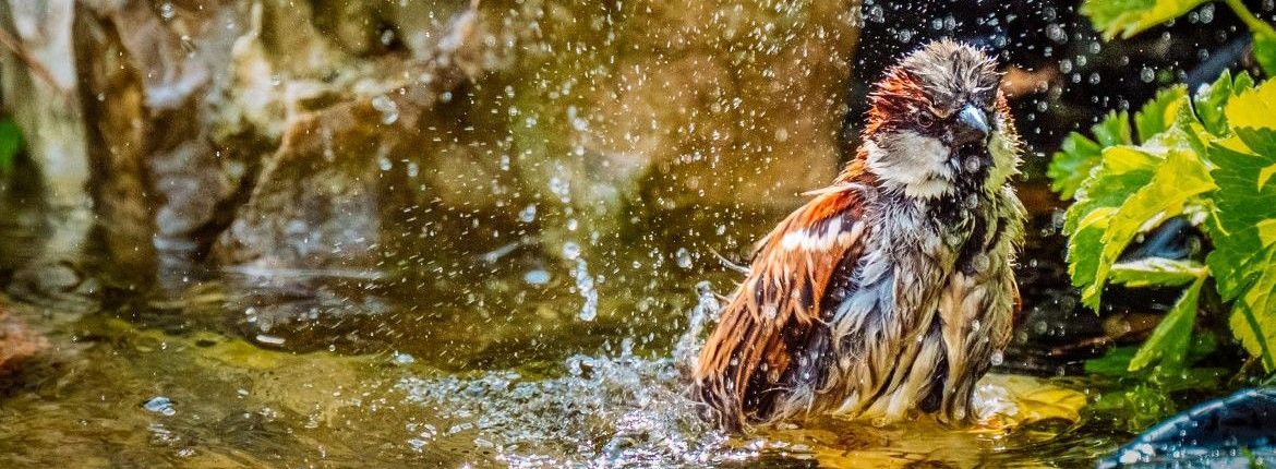 Huismus / Anne-Rie de la Cousine - fotogalerij