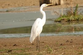 Waar groepen Zilverreigers in het schaarse water staan van de Millingerwaard geeft deze solitair de voorkeur aan droge voeten.