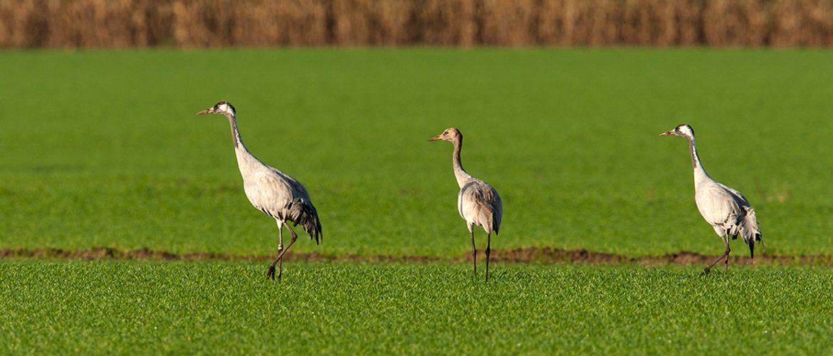 Kraanvogels / Wil Leurs - Agami