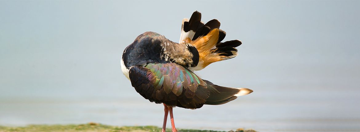 Kievit / Gerard Bos - Fotogalerij