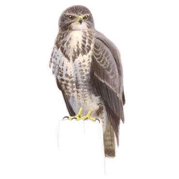 Buizerd / Elwin van der Kolk