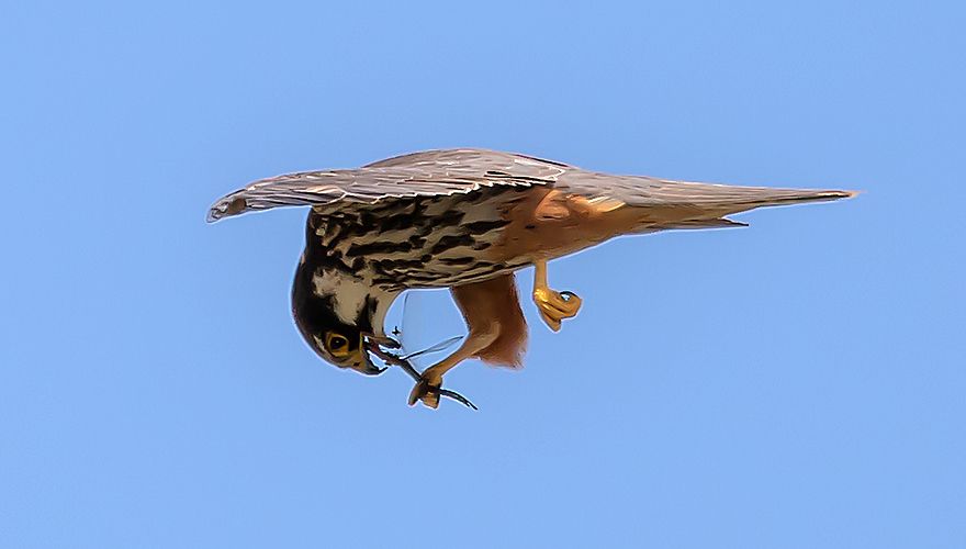 Boomvalk met insect / Richard Gladines - Fotogalerij