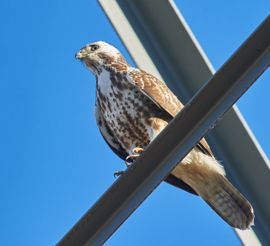 Buizerd in uitkijktoren