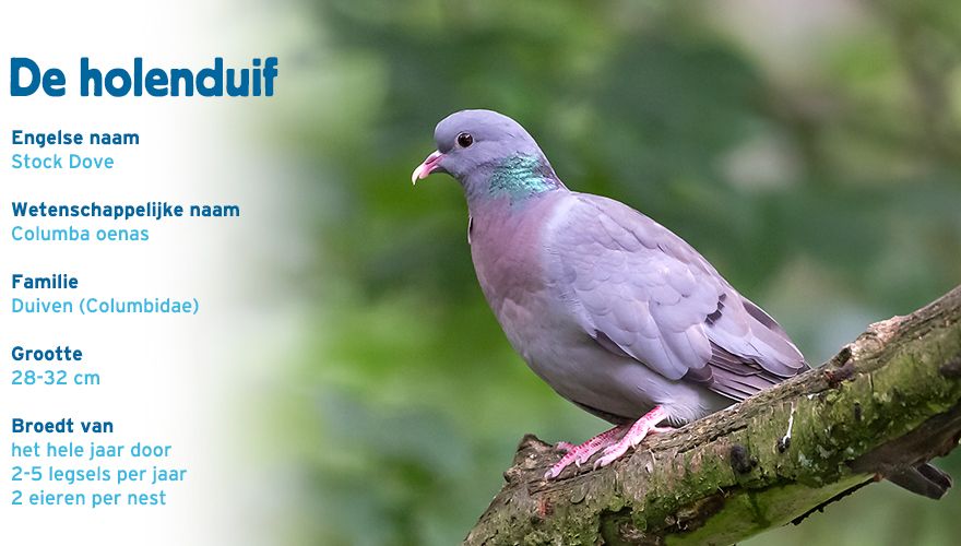 Holenduif paspoort tuinvogelcursus
