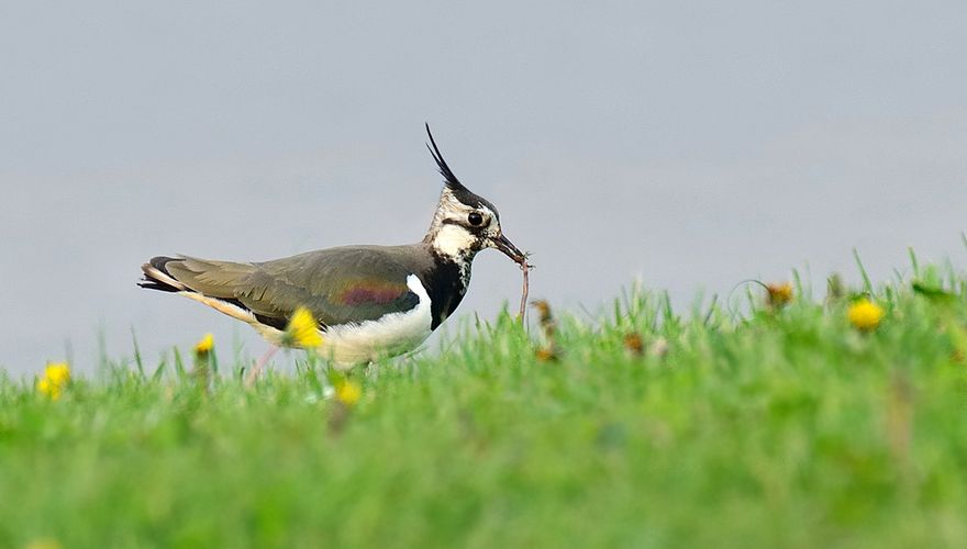 Kievit met worm / Shutterstock