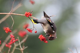 Pestvogel op Gelderse roos