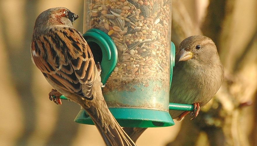 Huismus / Ruud van Beusekom