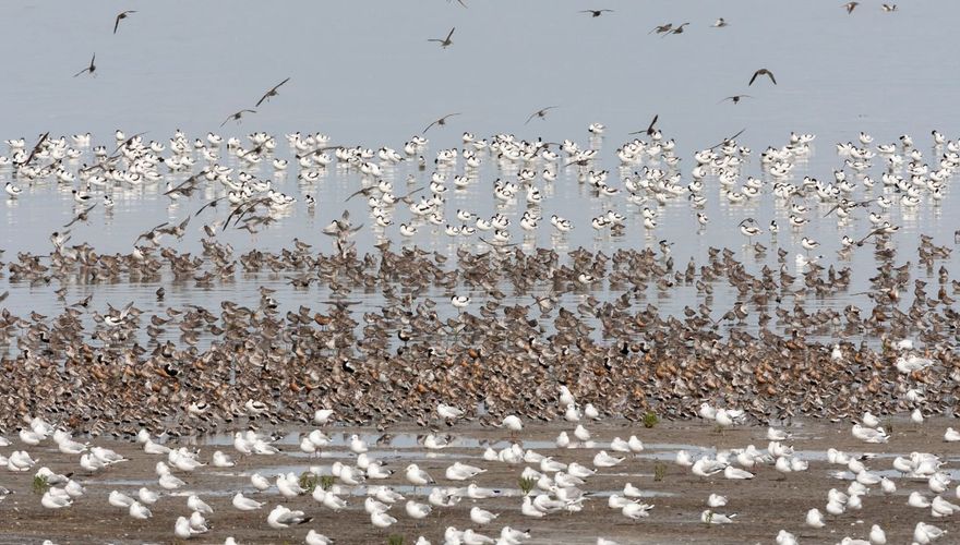 Waddenzee / AGAMI Marc Guyt