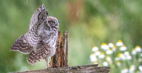 Regendouche steenuil - Foto van de Maand / Gonnie van de Schans 