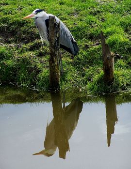 Reiger met spiegelbeeld