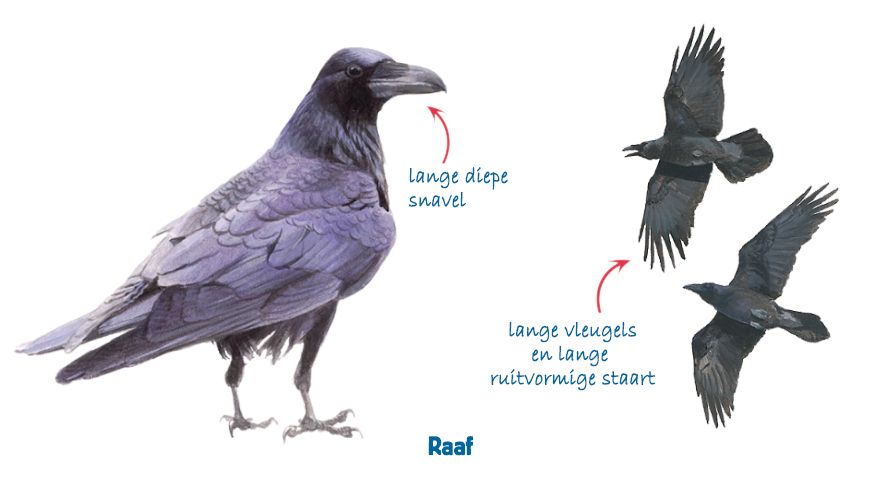 Infographic raaf