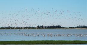 Flamingo's Coto Doñana / Ruud van Beusekom