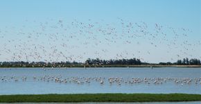 Flamingo's Coto Doñana / Ruud van Beusekom