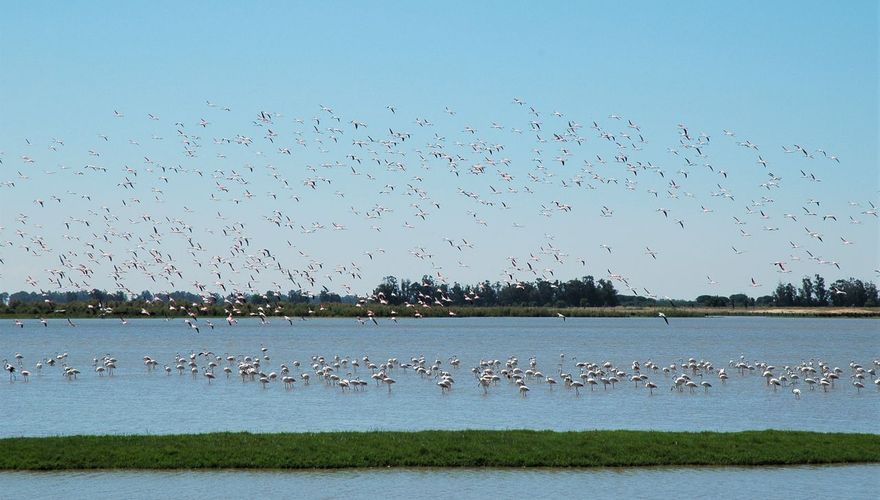 Flamingo's Coto Doñana / Ruud van Beusekom