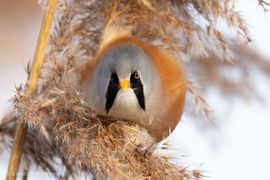 Baardman kijkt mij aan 