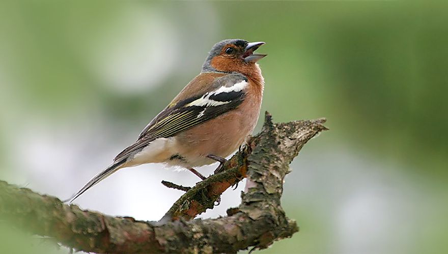 Vink / Birdphoto