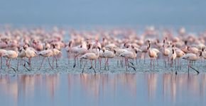 Kleine flamingo / Shutterstock