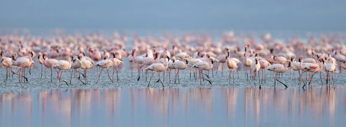 Kleine flamingo / Shutterstock