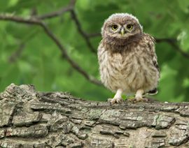 Jonge Steenuil neemt een kijkje buiten de nestkast