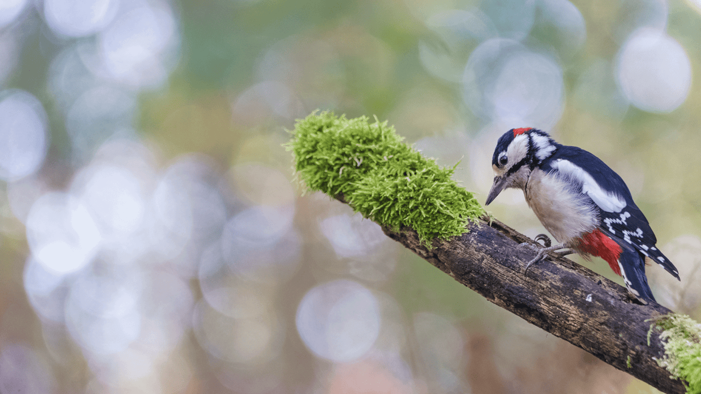 grote bonte specht/ Sacha Bijkerk - vogelfotogalerij