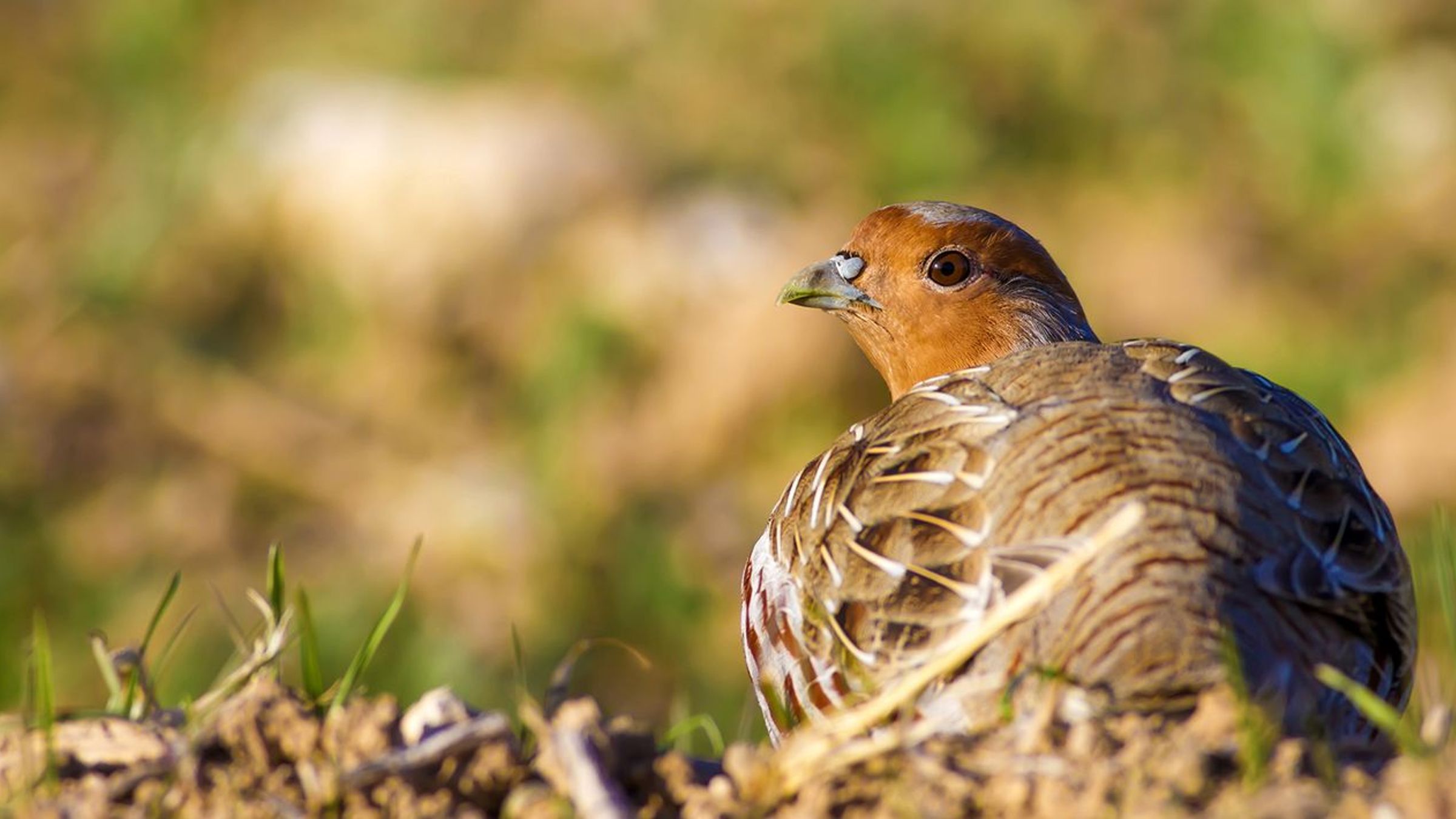 Patrijs / Shutterstock