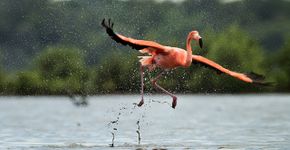 Caribische flamingo / Shutterstock