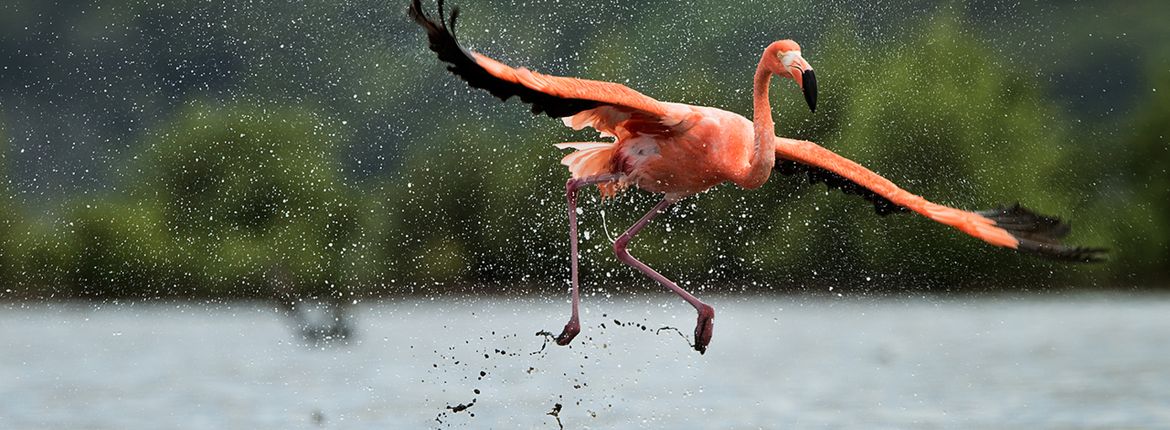 Caribische flamingo / Shutterstock