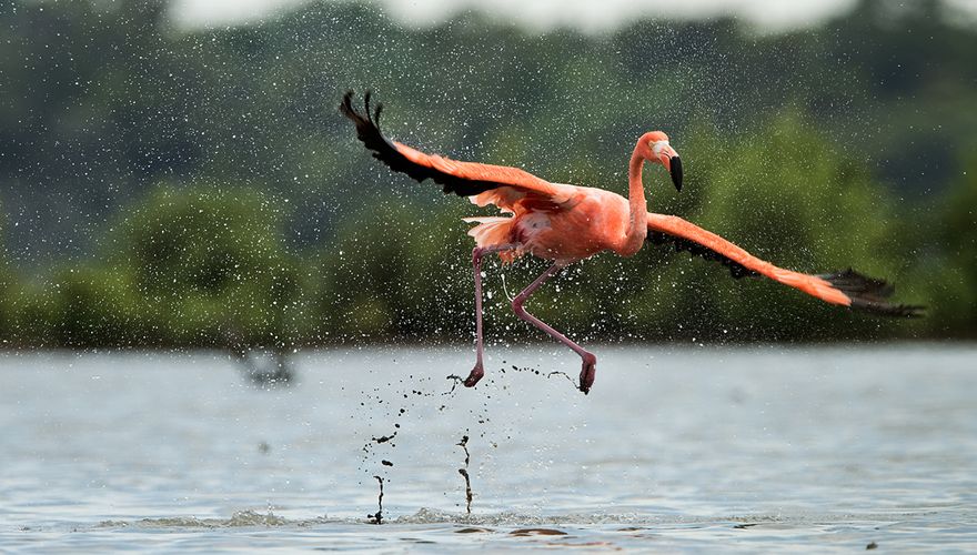 Caribische flamingo / Shutterstock