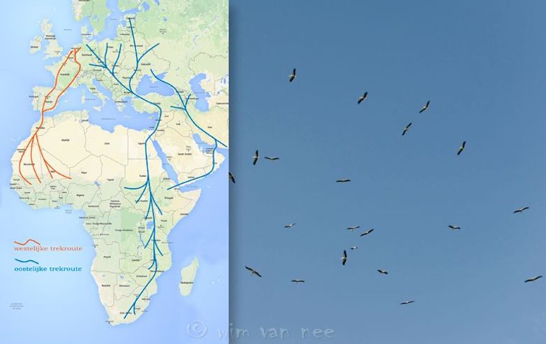 Een Kwestie Van Timing Vogelbescherming Een Kwestie Van Timing Vogelbescherming