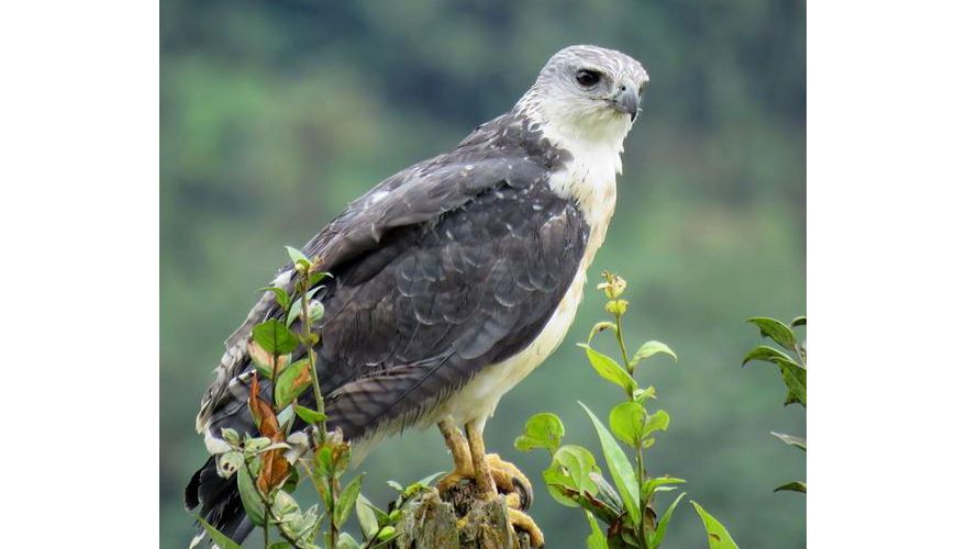 Greybacked hawk / Arjan Dwarshuis