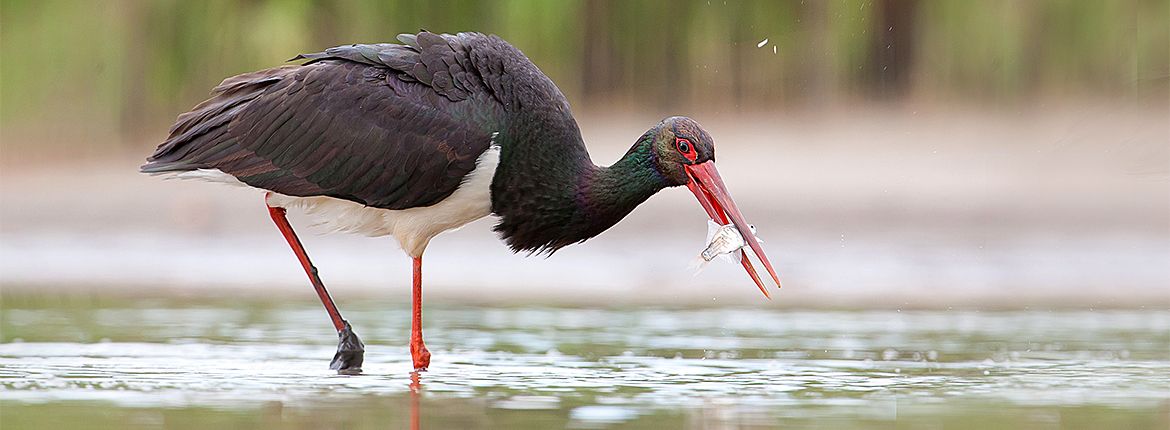 Zwarte ooievaar / Shutterstock