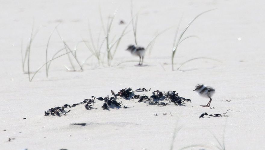 Kuikens bontbekplevier / Thomas van der Es